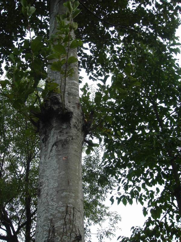 ľ(alder)ذҎĵԔB