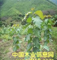 c鿴ľ磨M磩ŴDƬ