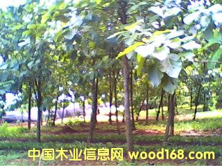 c鿴Aľ֣2gŴDƬ