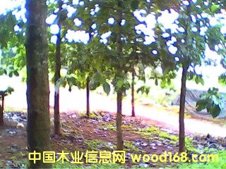 c鿴ľ磨863Ŀ|ŴDƬ