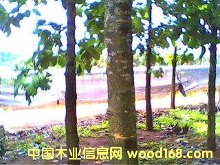 c鿴ľ(|N)ŴDƬ