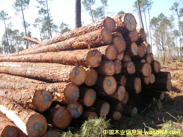 c鿴maritime pine ɷŴDƬ
