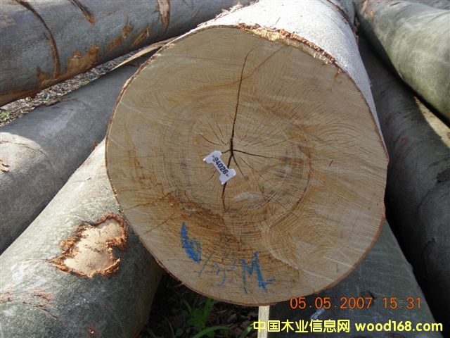 山毛櫸木