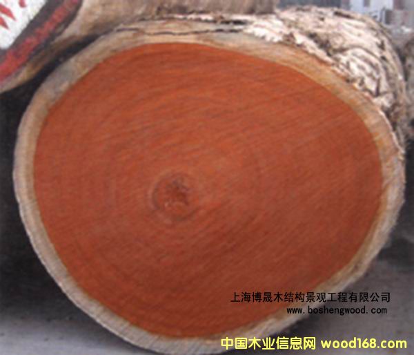 山樟木的詳細介紹