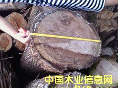 柏木的詳細介紹