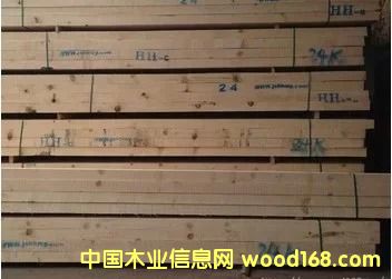 鐵杉的詳細介紹