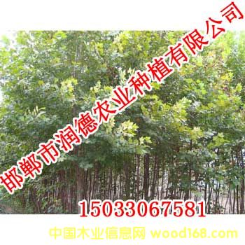 c鿴107ŴDƬ