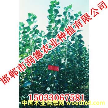 c鿴107ŴDƬ