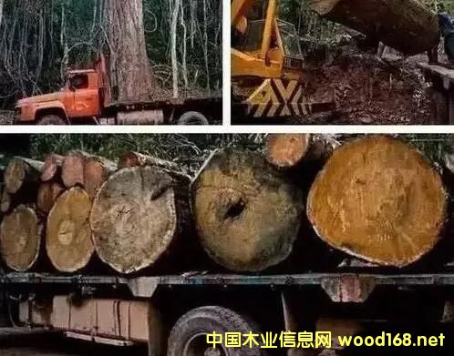 tľoĿãt֦q40%黨q65%