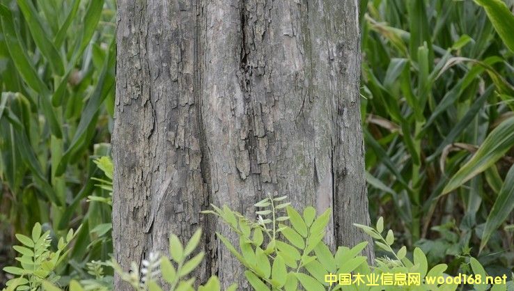 ֺS̴t֦ľĵĽ׬FcAy